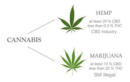 Does CBD Come from Hemp or Marijuana